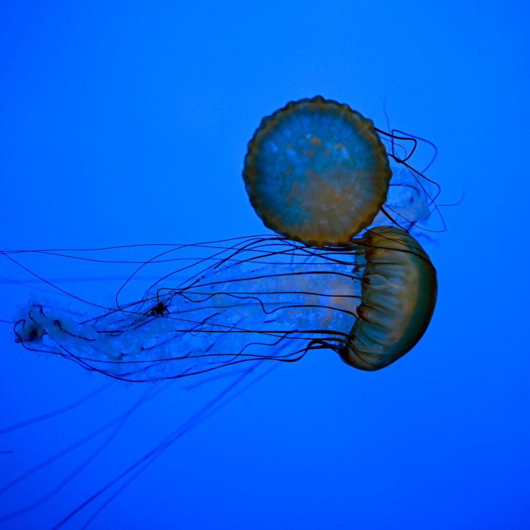 How to Safely Handle Jellyfish Stings and Avoid Common Myths This Summer