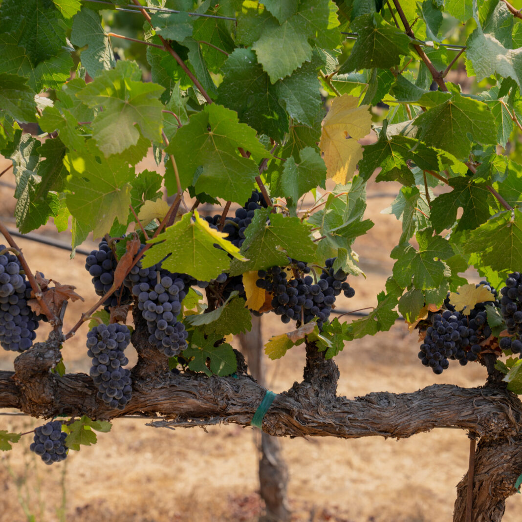 Celebrating 50 Years of American Wine Innovation & Excellence