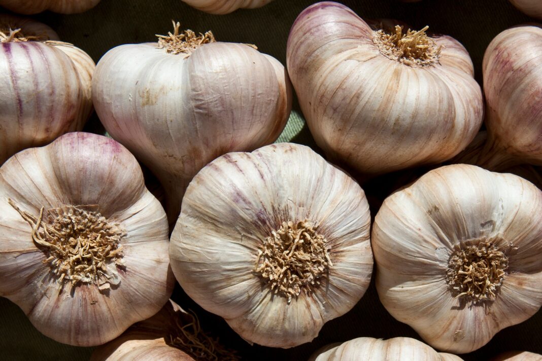 Garlic’s Dual Power: How It Repels Mosquitoes and Stops Them From Breeding