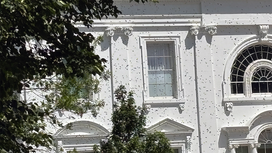 White House North Lawn Swarmed by Thousands of Bees Amid Melania Trump’s Bee Colony Initiative
