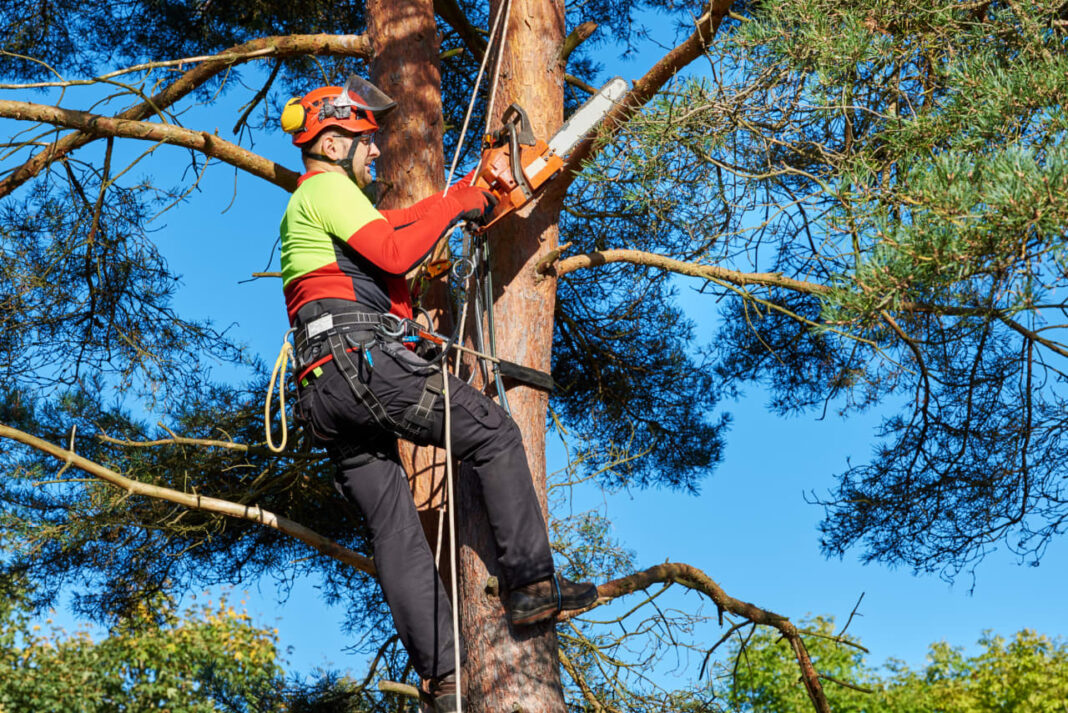 ‘He threatened to cut the roots’: A $6,000 tree fell on my neighbor’s land—then the storm turned neighborly.