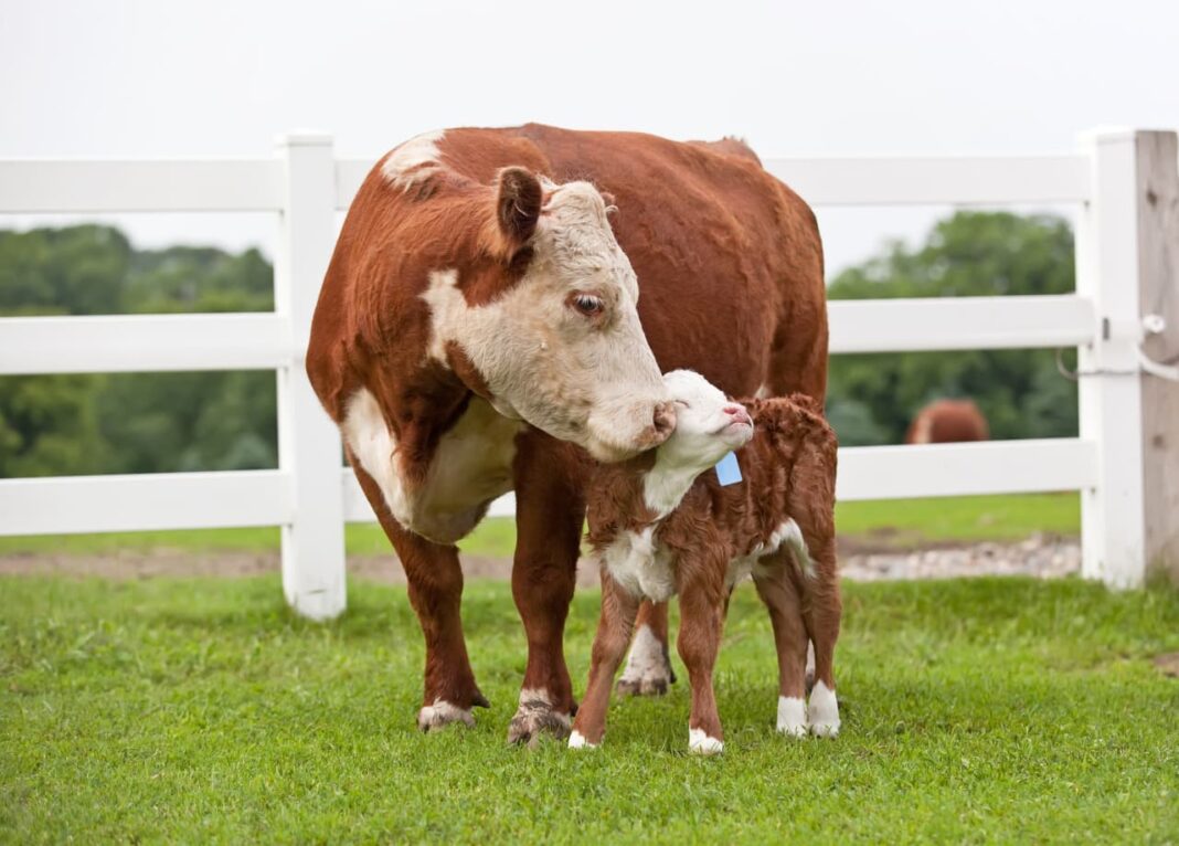 Ranchers and vets turn to this affordable $4 treatment to stop deadly flesh-eating screwworm in cattle