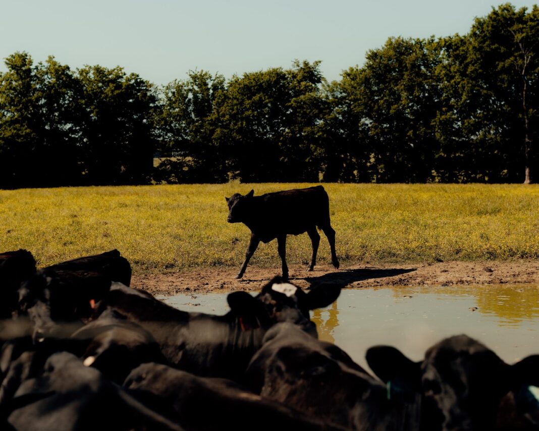 The Kansas Cattle Empire That Collapsed Under a $170 Million Ponzi Scheme