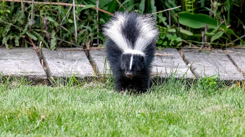 Why Irish Spring Soap Won’t Keep Skunks Away, According to a Wildlife Expert
