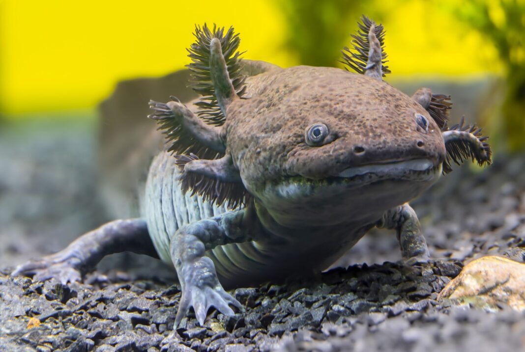 Scientists Discover First Fossil Salamander Species in Mexico, Named After Aztec God