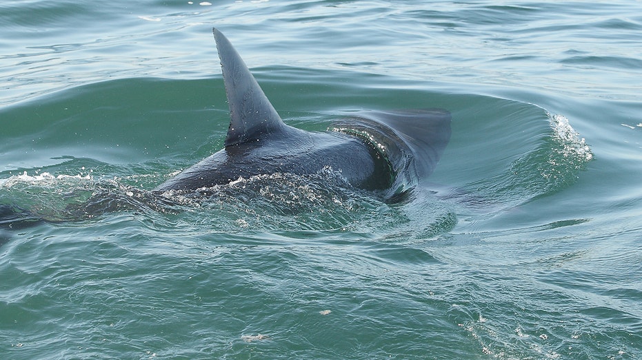 Shark Bite Prompts Beach Closures as Summer Sightings Surge Along East Coast