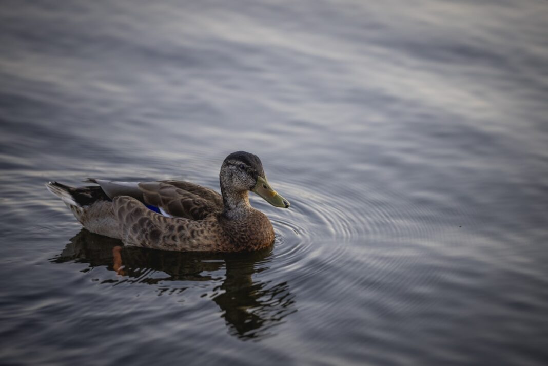 Something Unusual Is Brewing Beneath the Stock Market’s Calm Surface
