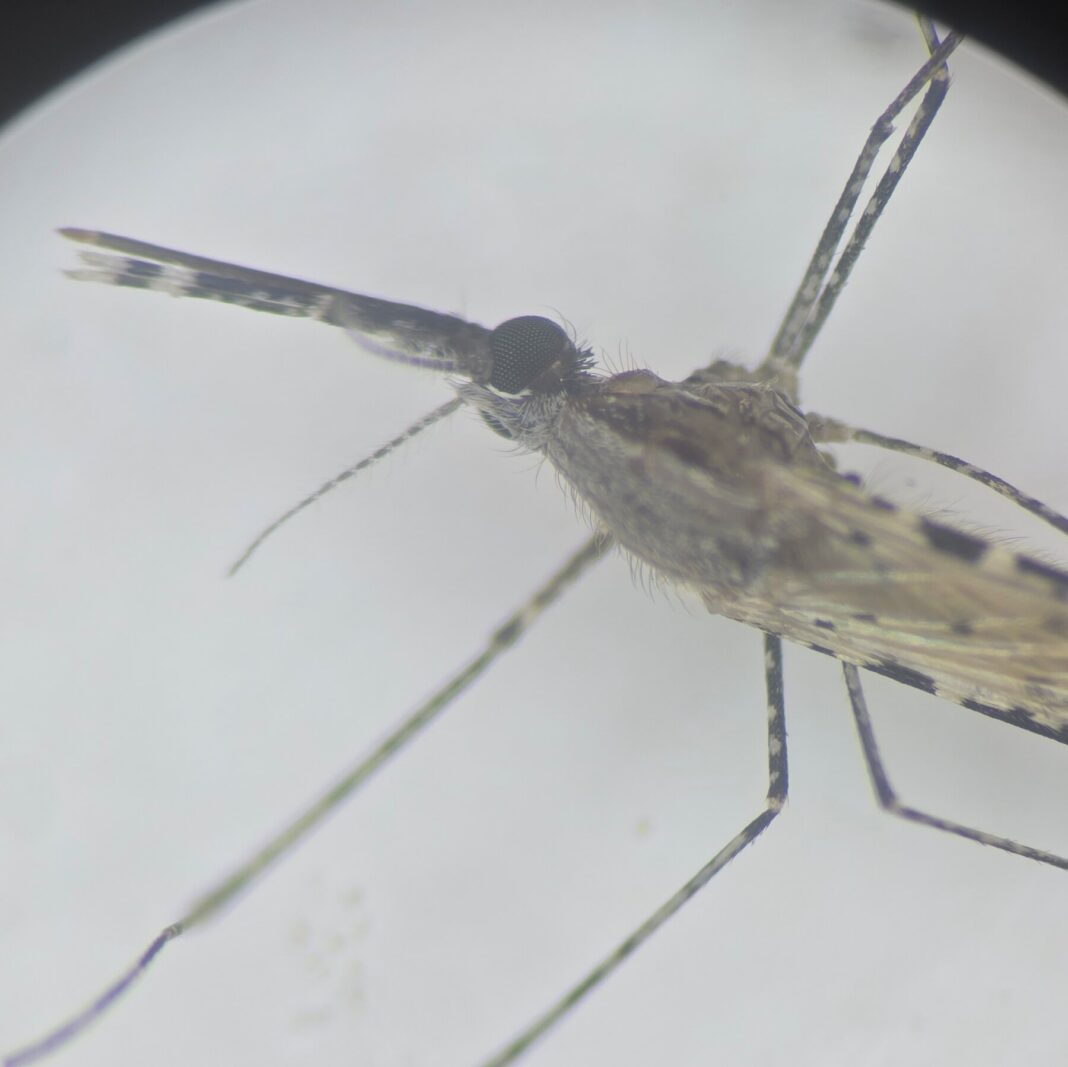 Malaria-Carrying Mosquito Invades Africa’s Cities, Outpacing Insecticides and Control Efforts