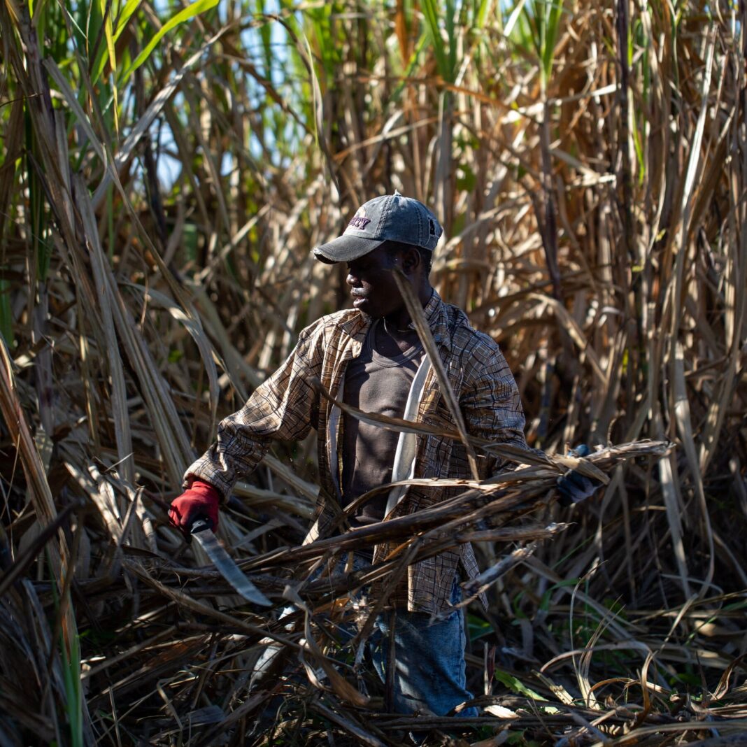 Central Romana Sugar Importer With Trump Ties Accused of Ongoing Labor Abuses Despite Lifted Ban