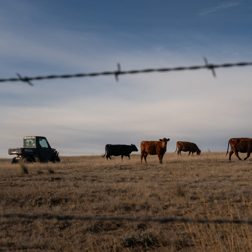 G.O.P. Lawmakers Break With Trump Over Beef Import Plan, Citing Threat to Domestic Ranchers