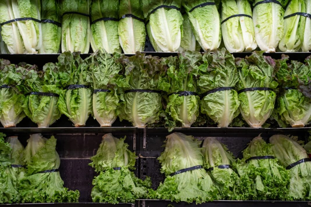 Cyclospora Outbreak Deaths in Michigan: Record-Breaking Parasite Cases Continue to Rise Nationwide
