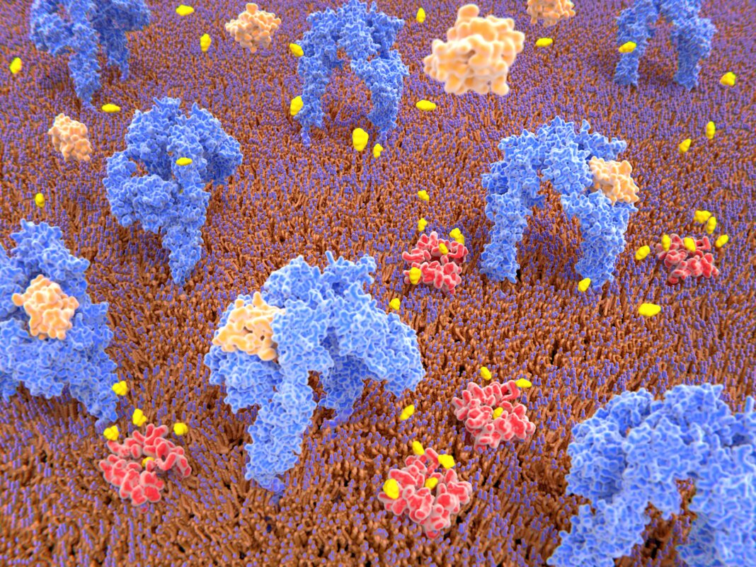 Some Pancreatic Cells Are Just One Genetic Tweak Away From Treating Diabetes