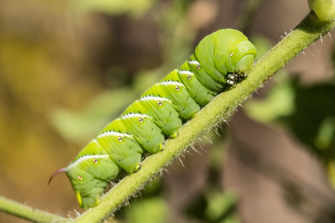 Caterpillars Hear Without Ears: Inside the Ultraquiet Chamber Experiment Unlocking Nature’s Secret Sound Sensors