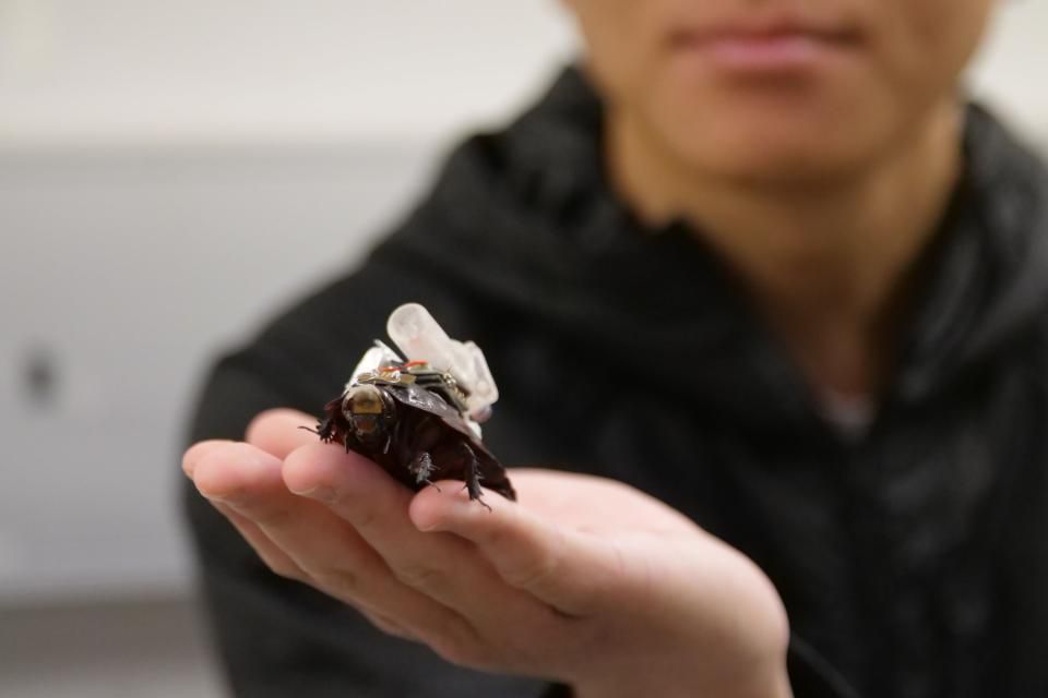 Cyborg Cockroaches With Drug Delivery Systems Are Coming to Disaster Zones