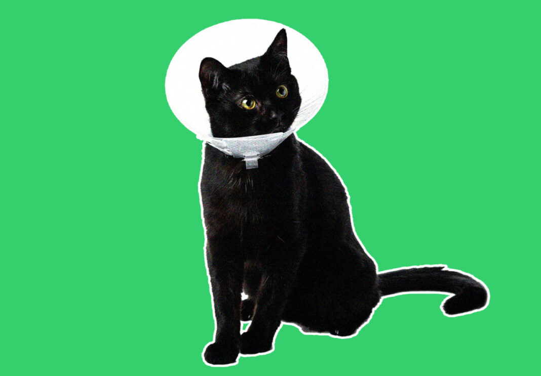 Pet insurance or savings account: Which is better for covering major vet bills?