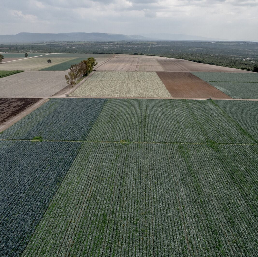 F.D.A. Detects Cyclospora at Taylor Farms Mexico Facility During Outbreak Inspection