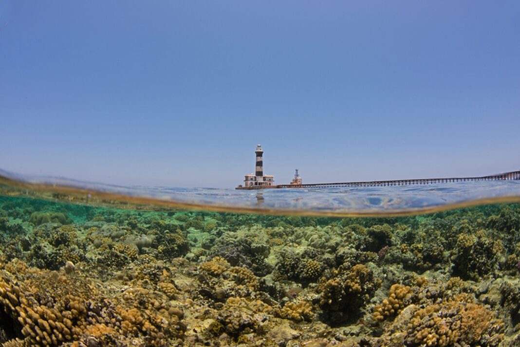 Egypt’s ‘Super Corals’ Face a Warming Red Sea Crisis